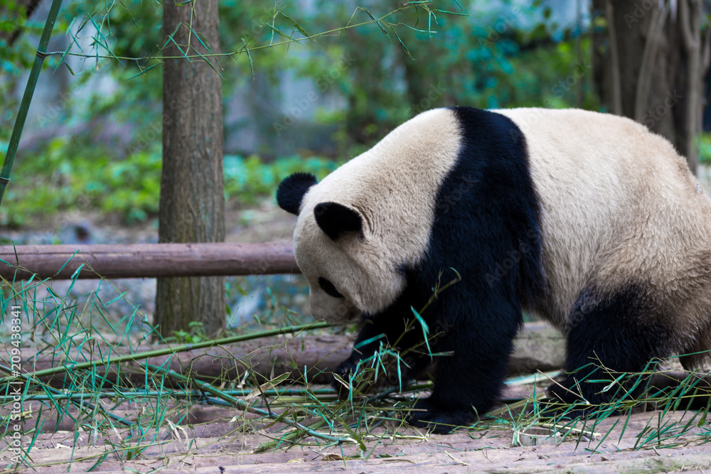 panda in chengdu