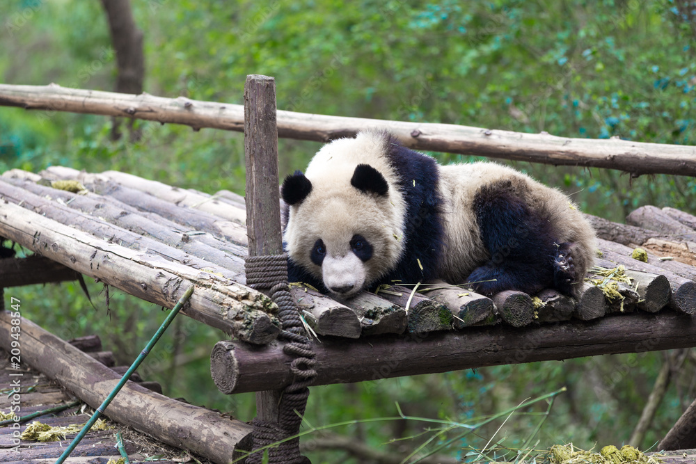 panda in chengdu