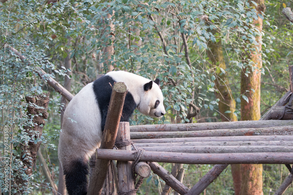 panda in chengdu