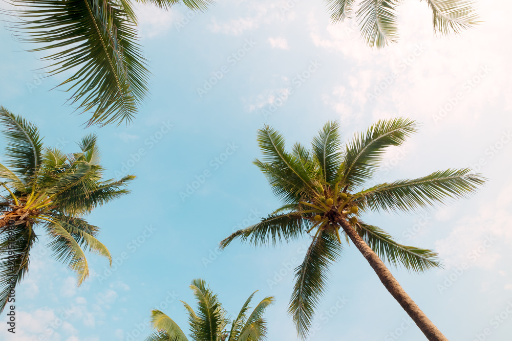 Palm tree on tropical beach with blue sky and sunlight in summer, uprisen angle. vintage instagram f