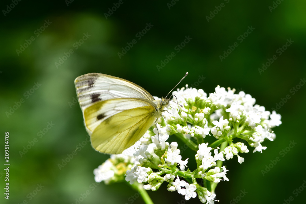 Beautiful European Large Cabbage White butterfly (Pieris brassicae) feeding on a flower in the field