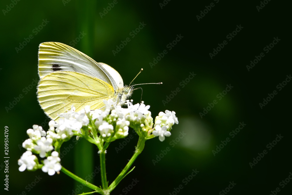 美丽的欧洲大白菜白蝴蝶（Pieris brassicae）在田野里以花朵为食