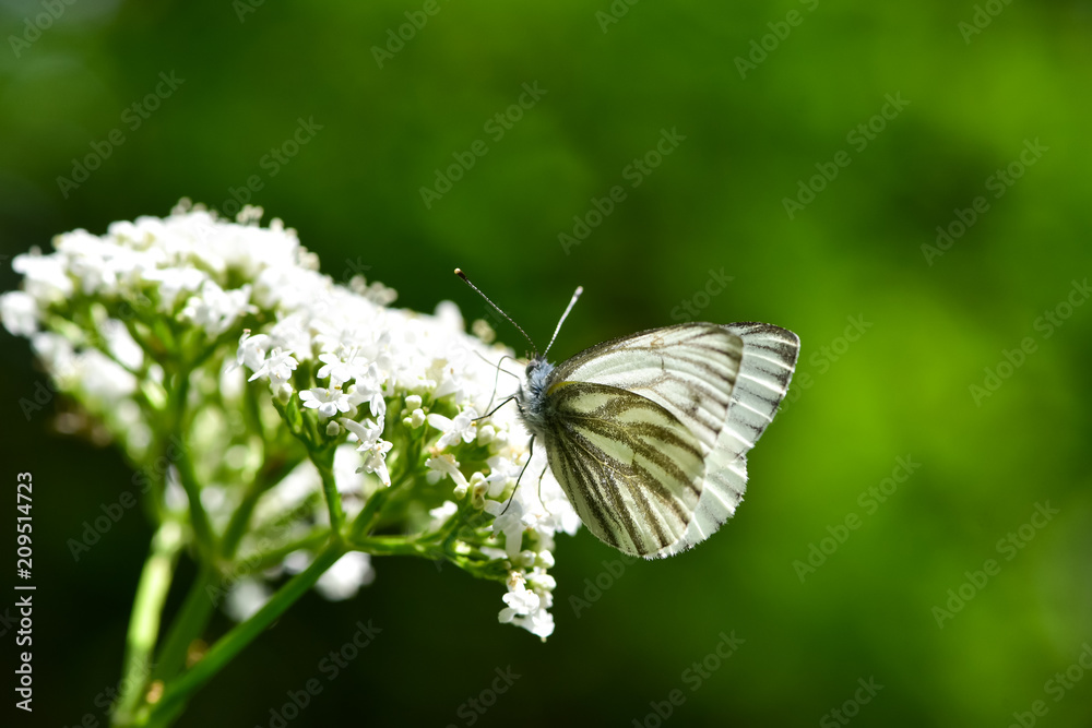 美丽的欧洲大白菜白蝴蝶（Pieris brassicae）在田野里以花朵为食