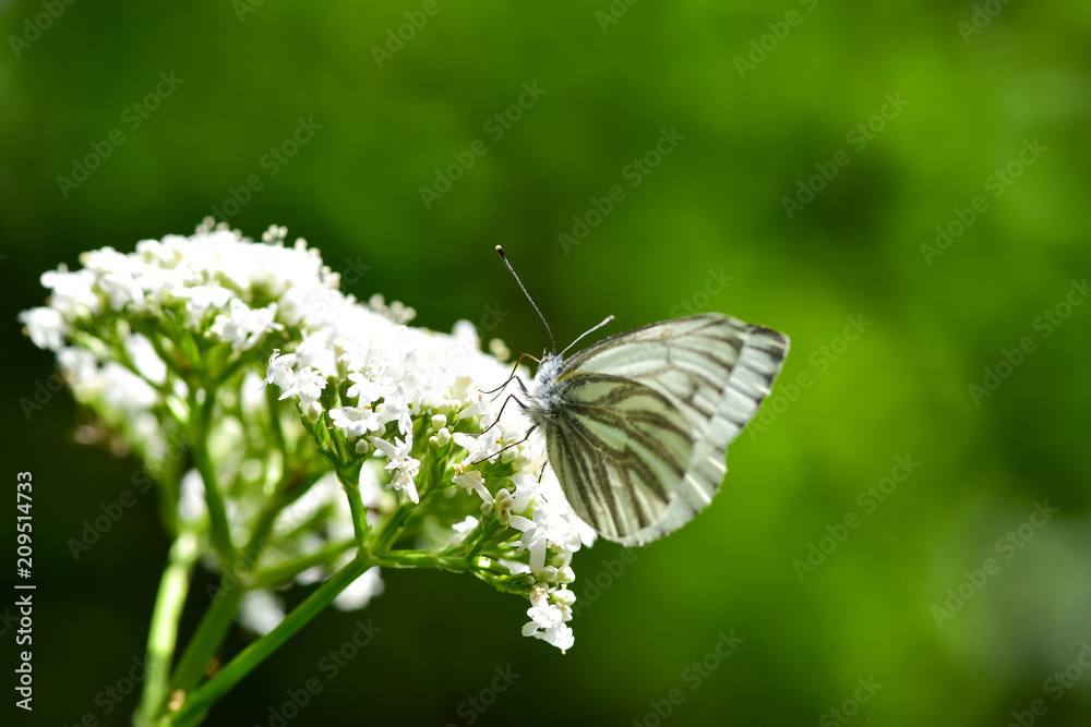 Beautiful European Large Cabbage White butterfly (Pieris brassicae) feeding on a flower in the field