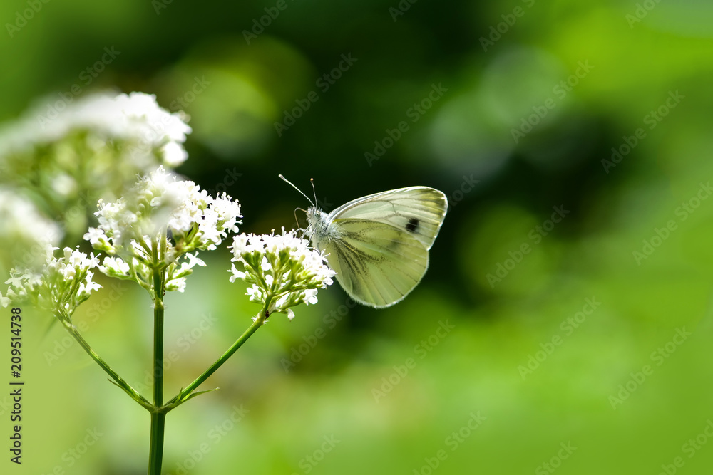 美丽的欧洲大白菜白蝴蝶（Pieris brassicae）在田野里以花朵为食