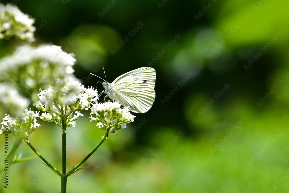 美丽的欧洲大白菜白蝴蝶（Pieris brassicae）在田野里以花朵为食