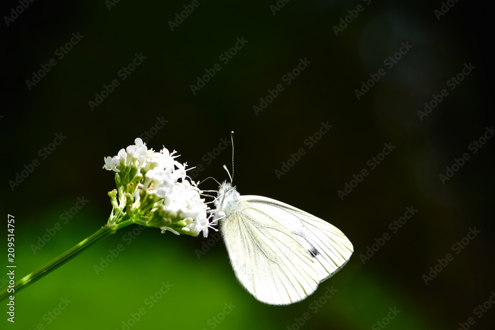 美丽的欧洲大白菜白蝴蝶（Pieris brassicae）以田野中的花朵为食