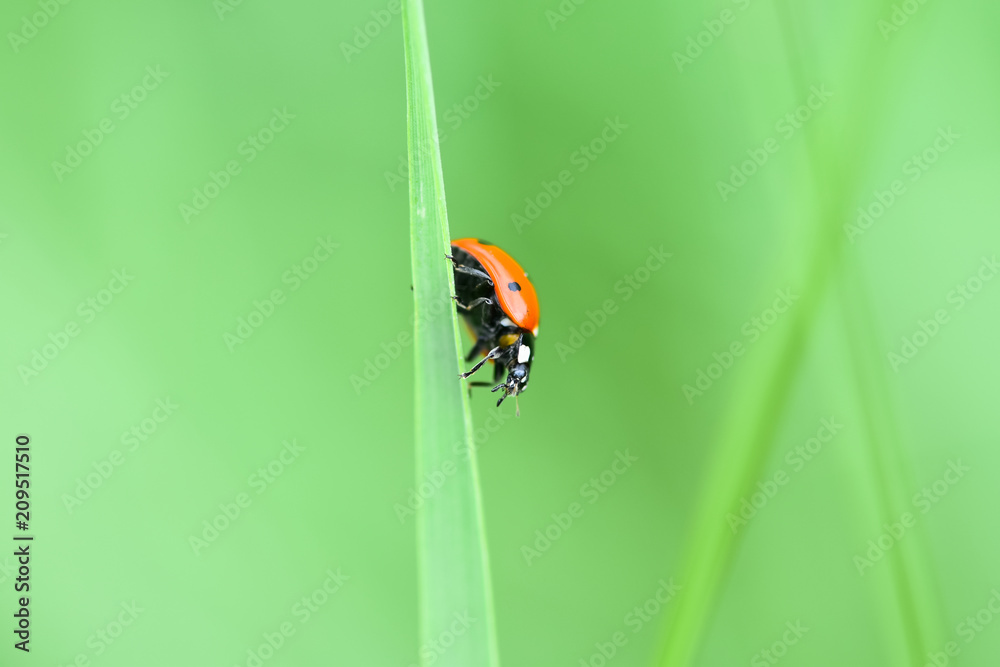 Soft focused fresh ears of young green grass and ladybug on nature in spring summer field close-up o