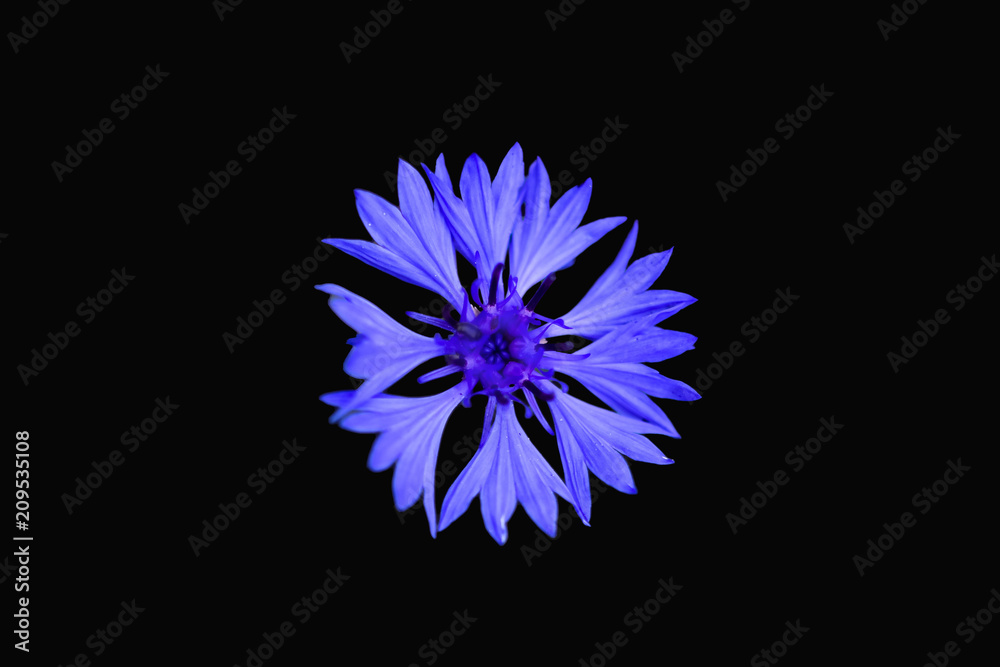 Beautiful Blue Cornflower Herb or bachelor button (centaurea cyanus) isolated on black background.