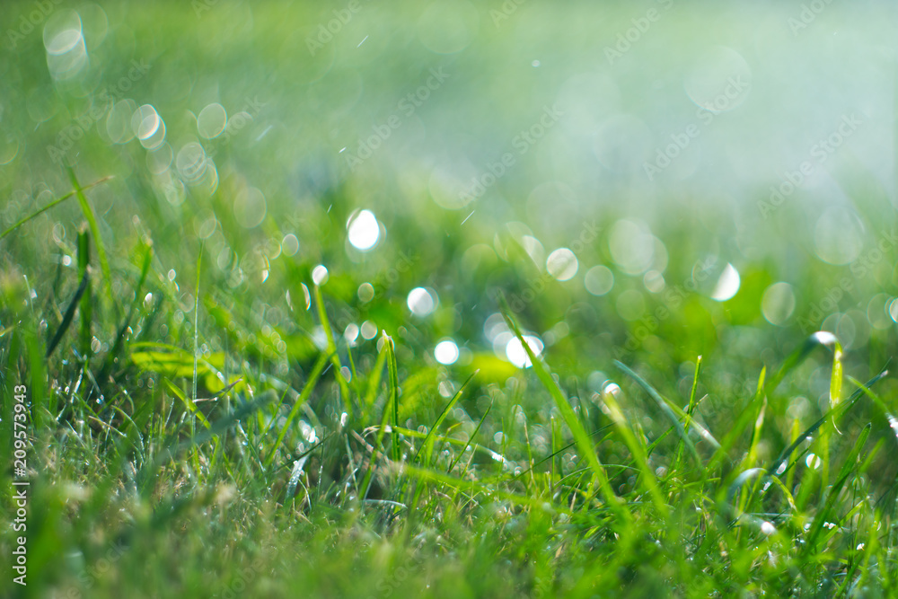 Grass with rain drops. Watering lawn. Rain. Blurred green grass background with water drops closeup.