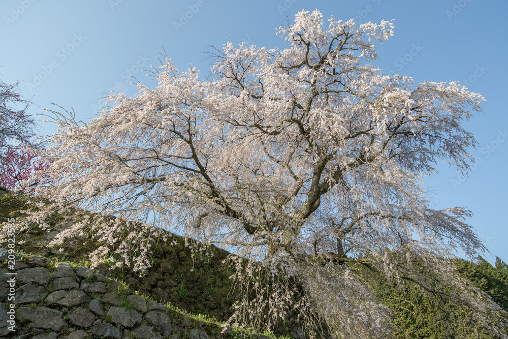 Matabei sakura，种植在奈良县宇田市洪果地区的受人喜爱的巨型悬垂樱花树