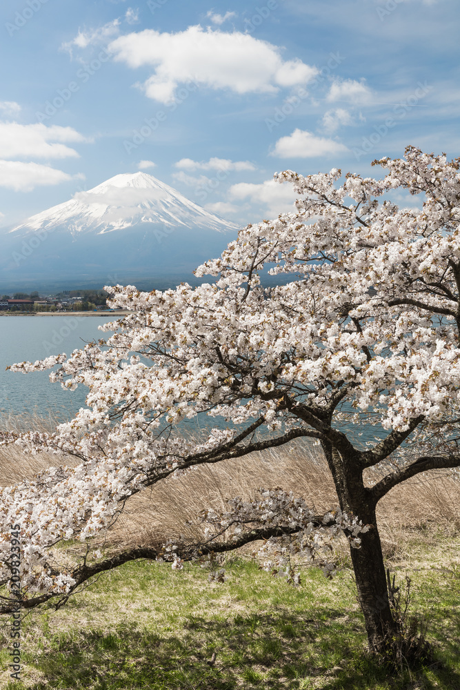 日本春季川口湖的樱花和富士山