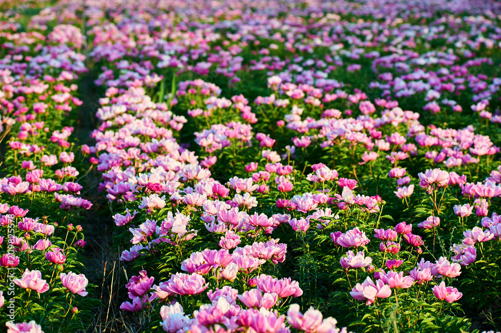 牡丹花风景如画。