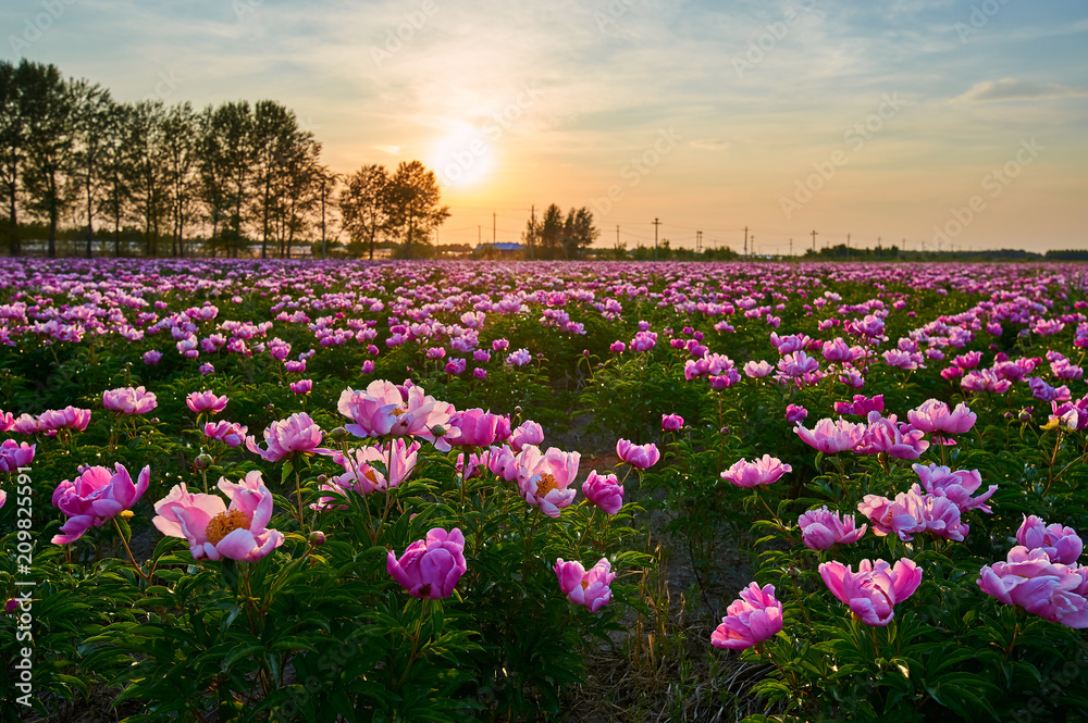 牡丹花胜景。