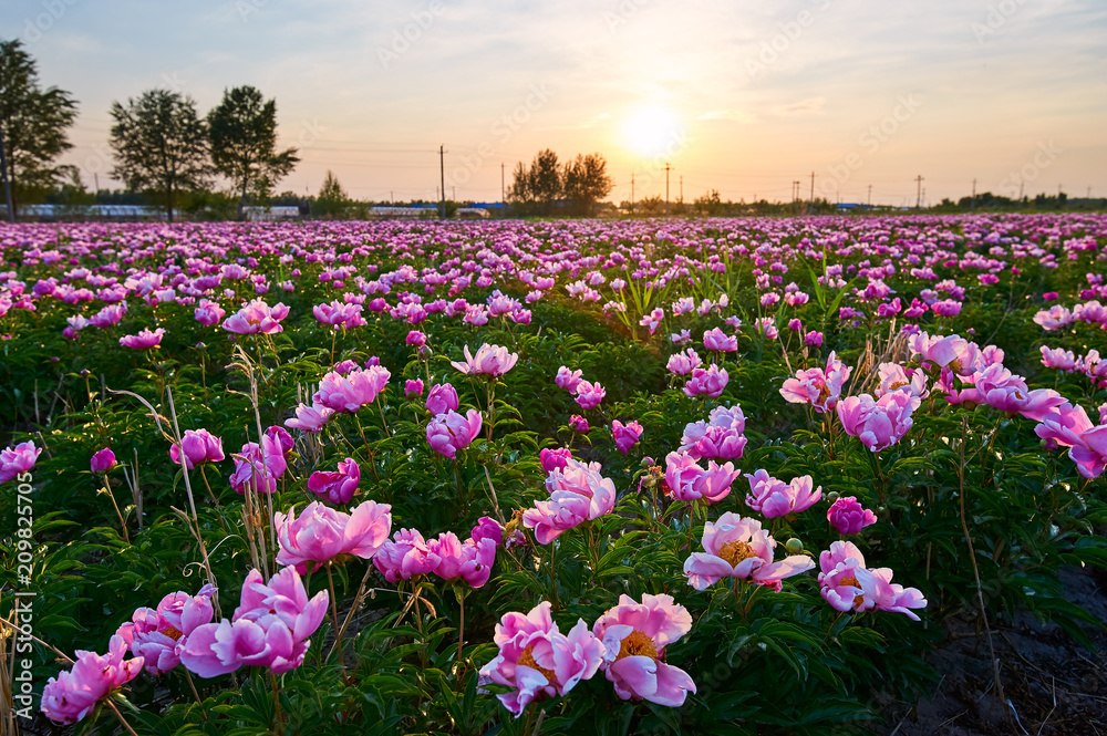 牡丹花胜景。