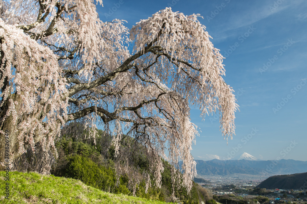 山梨镇的志大樱花和富士山。志大樱花是下垂的樱花树