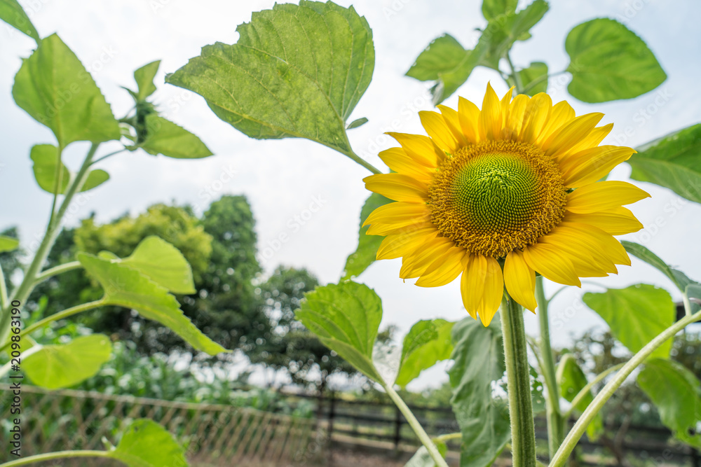 Sunflowers on the farm