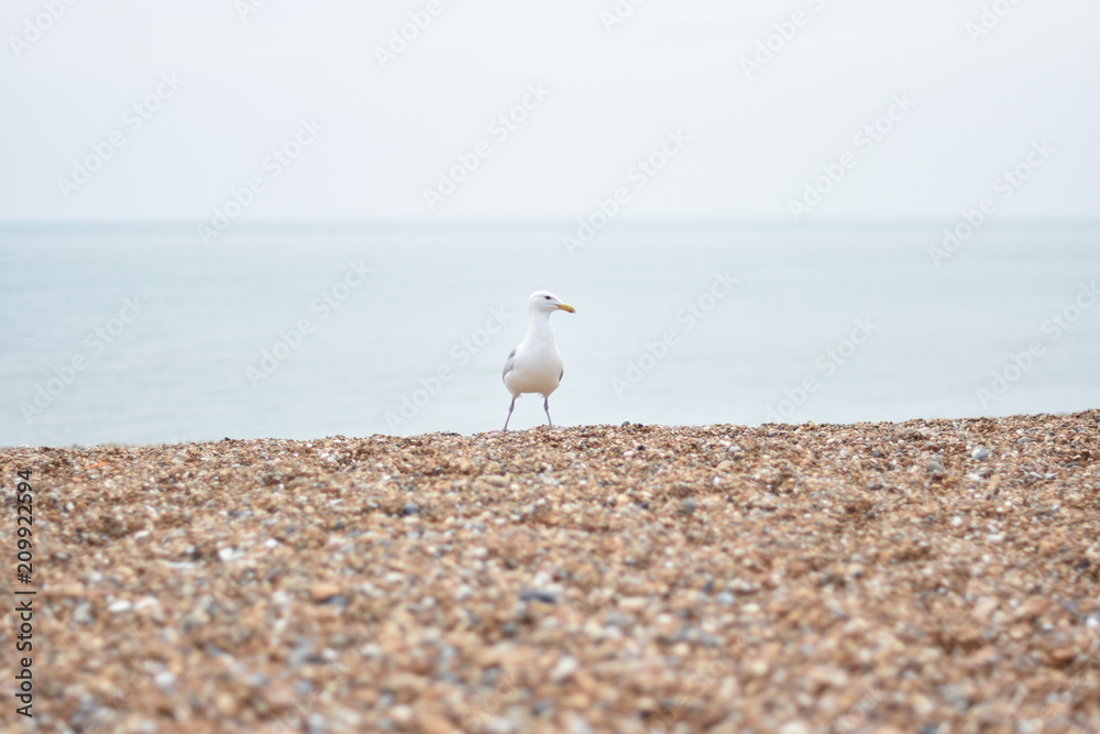 英格兰黑斯廷斯海滩边的海鸥