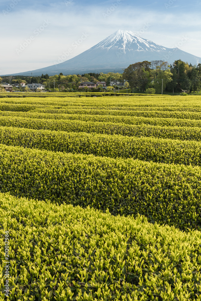 静冈县春天的茶园和富士山