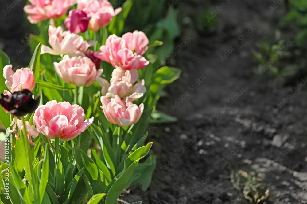 Beautiful blossoming tulips on sunny spring day outdoors