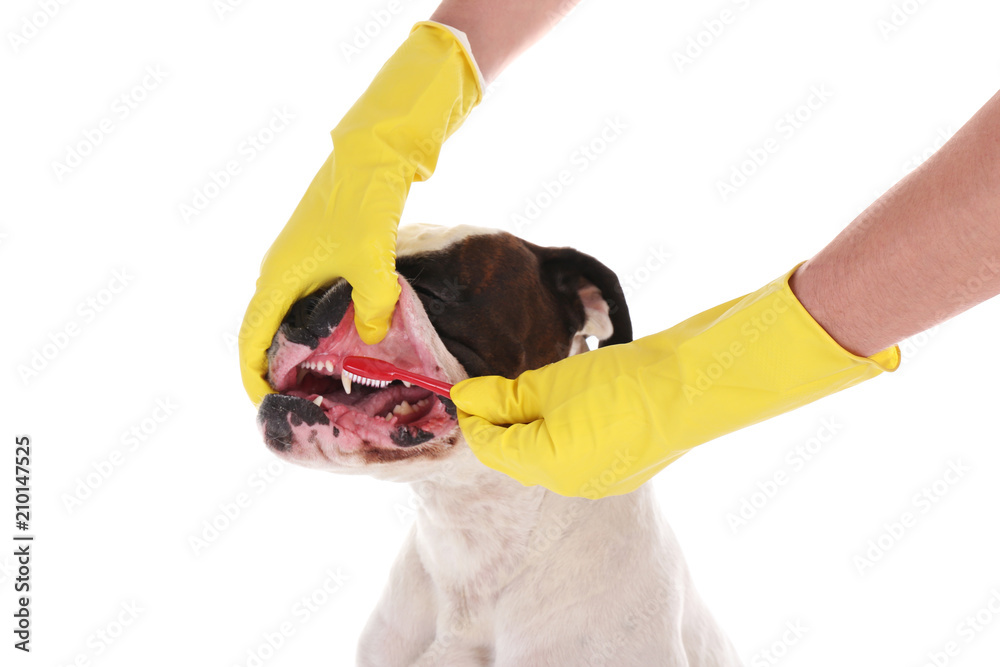 Owner cleaning teeth of dog on white background