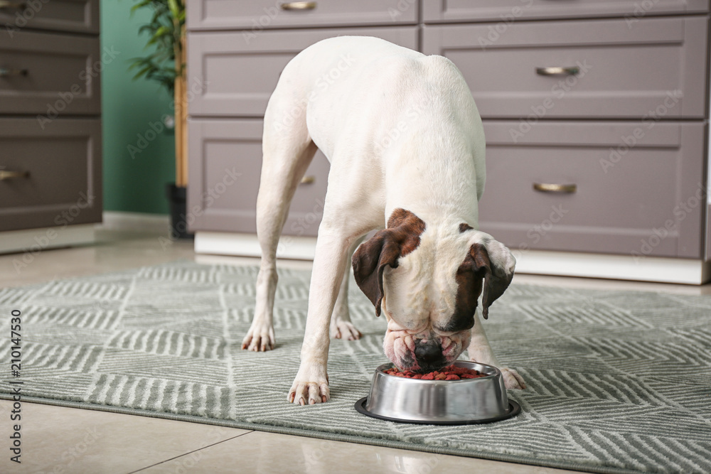 Cute funny dog eating from bowl in kitchen