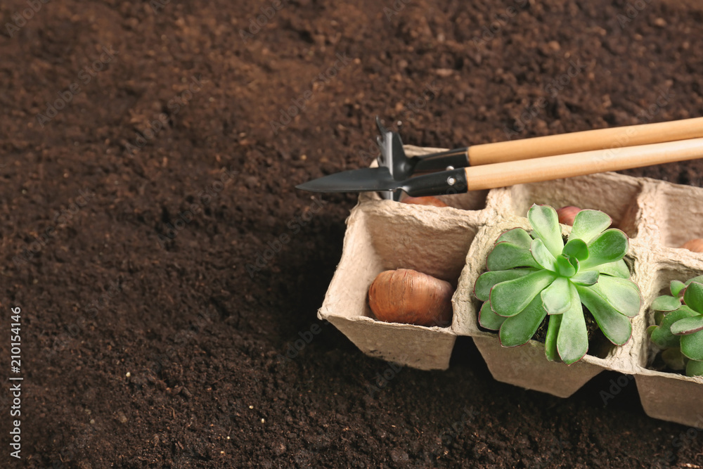 土壤上有植物、球茎和园艺工具的泥炭盆