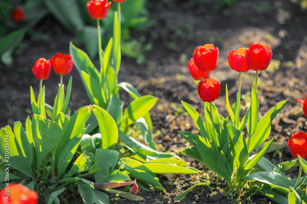 Beautiful blooming tulips outdoors