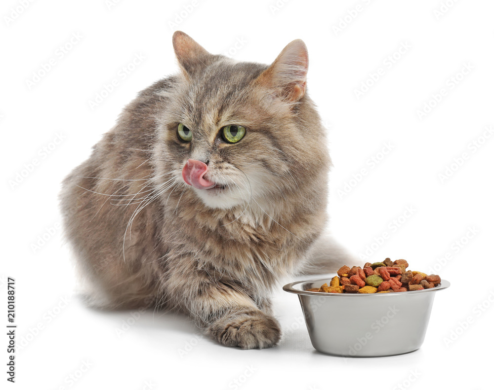 Cute cat and bowl with food on white background