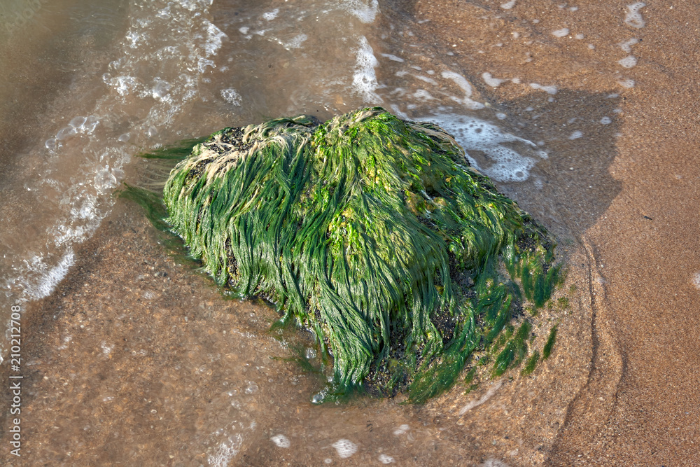 stone and seaweed