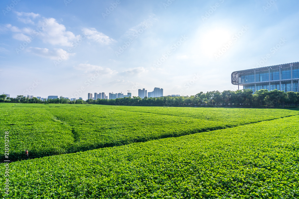 城市天际线的绿色草坪