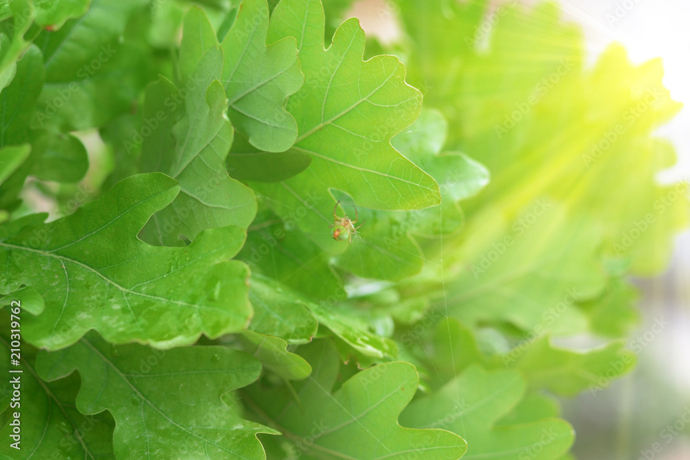 Leaf Tree 
