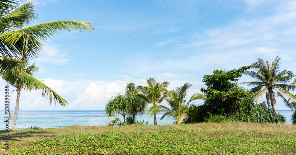 沙质热带海滩，椰子树框架安达曼美丽海滩海景背景