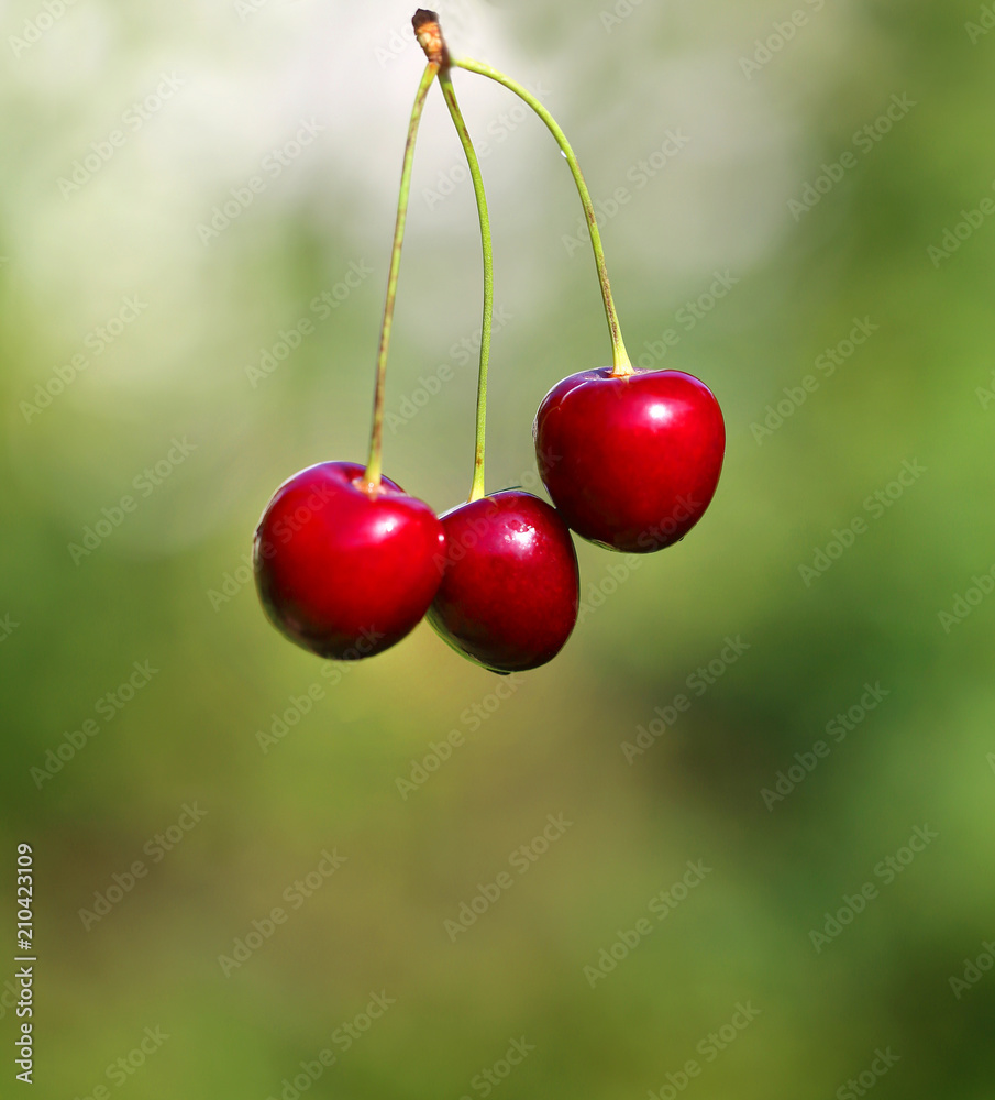 Photo of a macro of bright ripe cherries