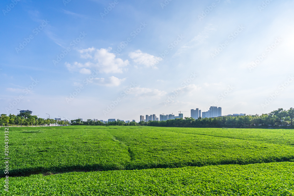 grenn lawn with city skyline