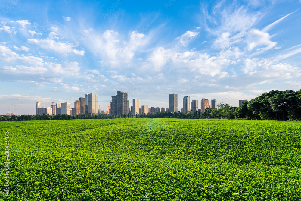 城市天际线的格林草坪