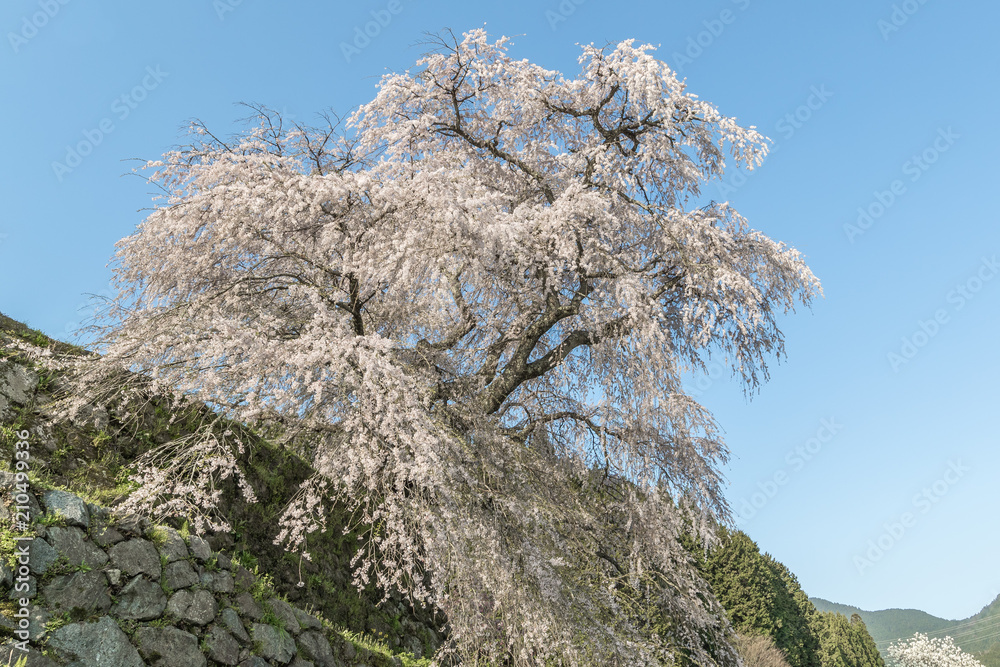 Matabei sakura，种植在奈良县宇田市洪果地区的受人喜爱的巨型悬垂樱花树