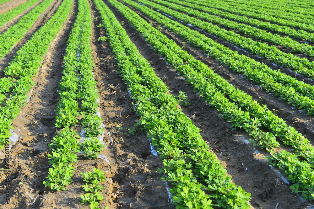 Peanuts in the field, lush growth