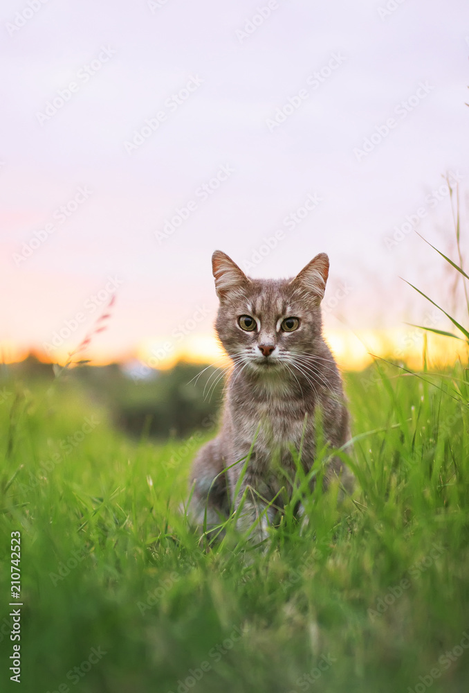  cute beautiful striped kitten fun and rushing through the green summer meadow