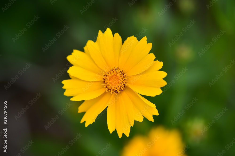 Beautiful wild flowers Cosmos on a summer day. Meadow flower (Nature, Backgrounds, Textures)