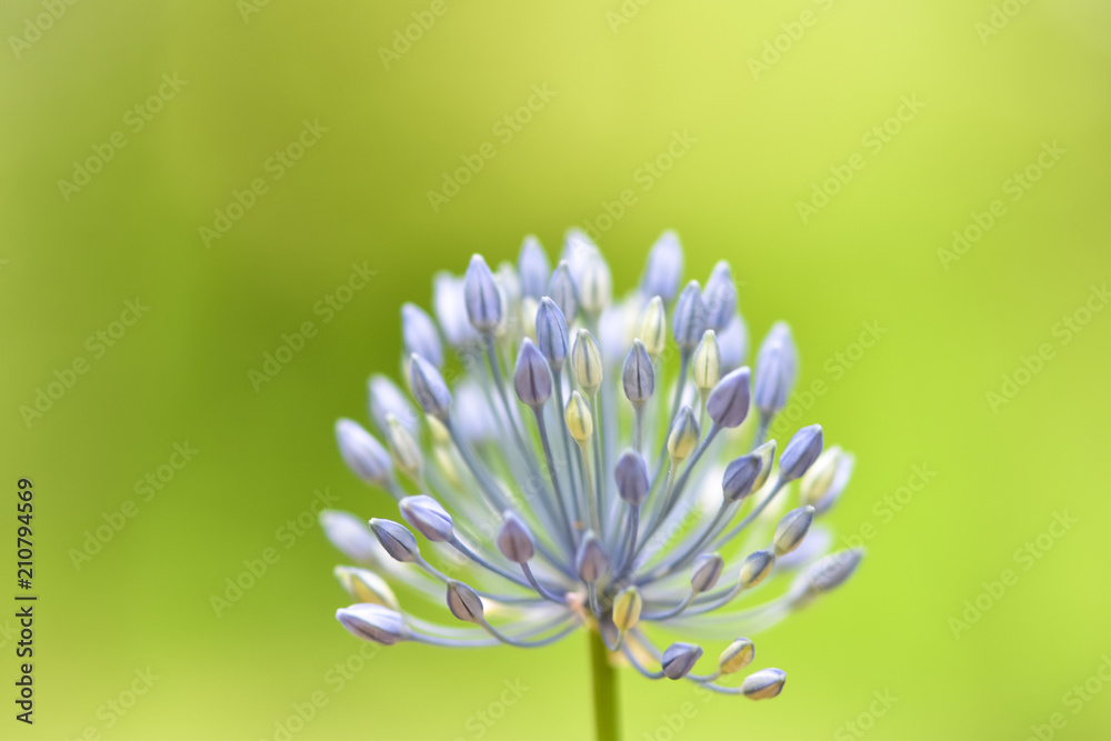 Soft focused beautiful flower - Allium caeruleum (blue globe onion or ornamental onion, blue-of-the-