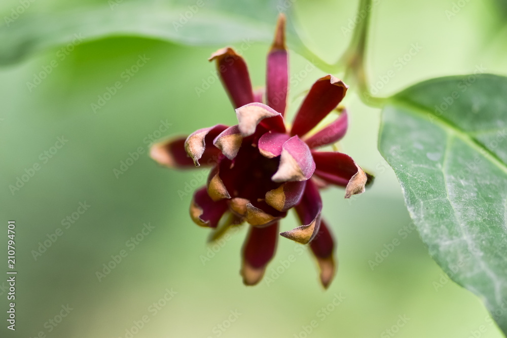 Beautiful flower of Calycanthus (Sweetshrub) is a genus of flowering plants in the family Calycantha