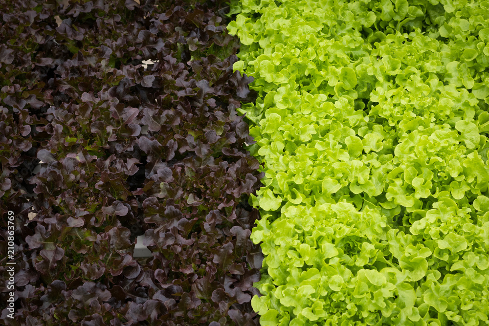 Hydroponic farming of lactuce in close up view