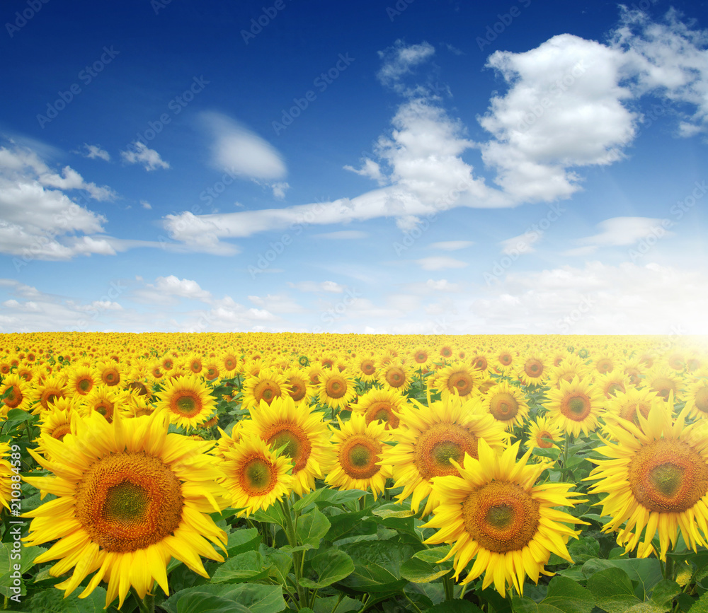 field of sunflowers