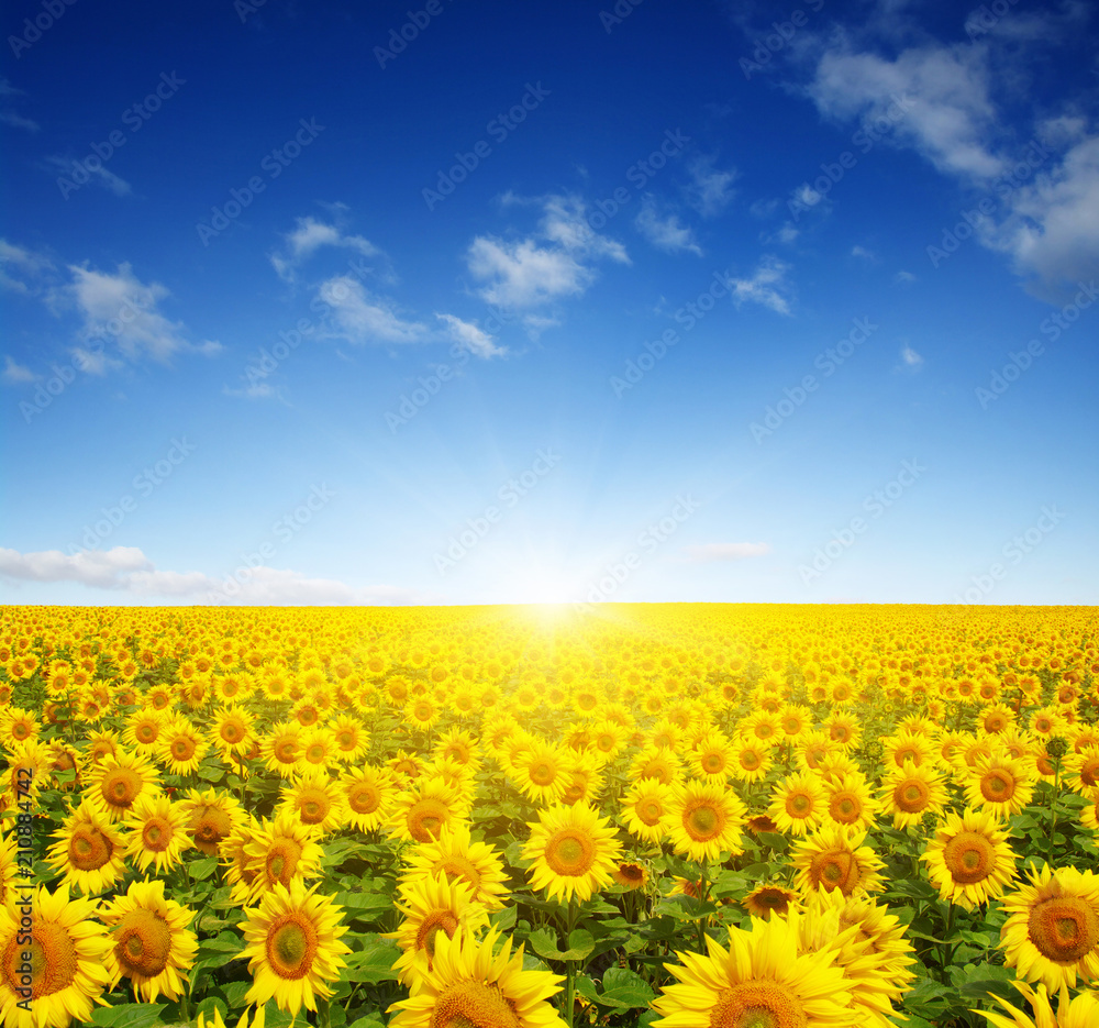 field of sunflowers