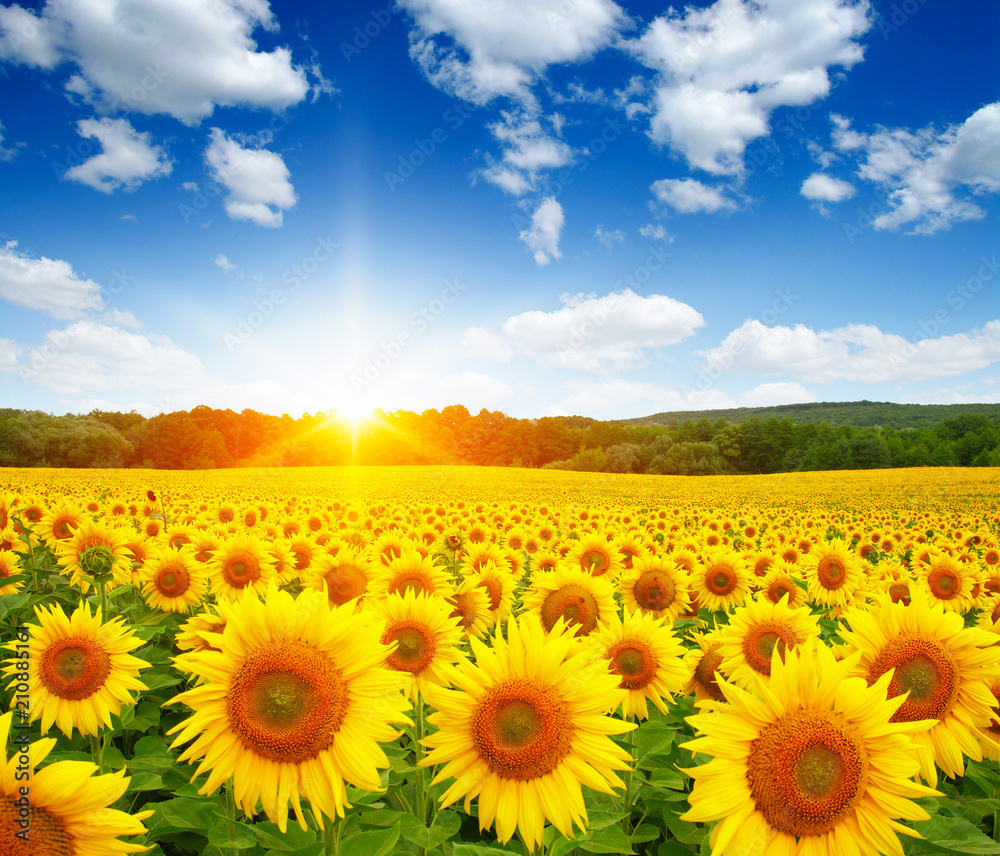 field of sunflowers