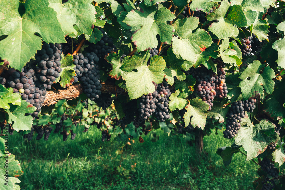 Blue grape branchs closeup. Vineyard on Italy hills. Vine making background