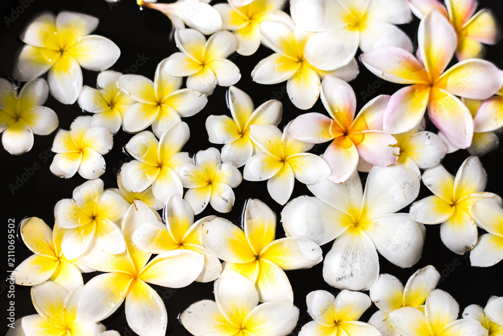 Plumeria floating on water at spa salon