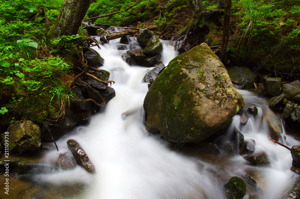 River in the woods