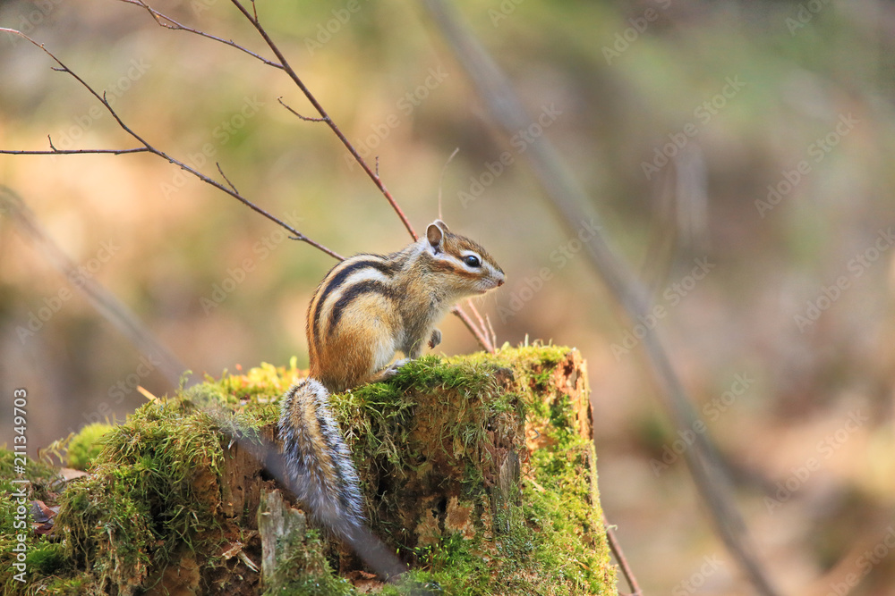 The chipmunk is sitting near the tree.